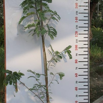 Sesbania Grandiflora ( 60 - 70cm Height )