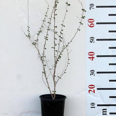 Prosopis cineraria