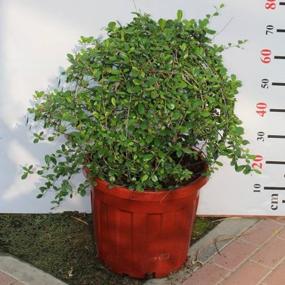 Ehretia microphylla ( Ball ) 40cm