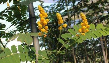 Cassia Alata 2-2.5m