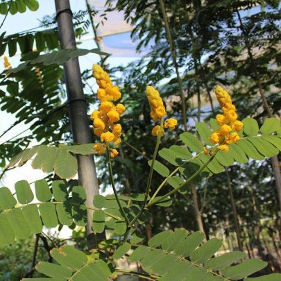 Cassia Alata 2-2.5m