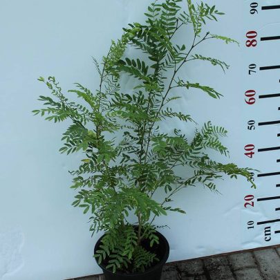 Calliandra haematocephala 40-50cm