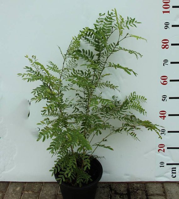 Calliandra haematocephala 40-50cm - Image 2