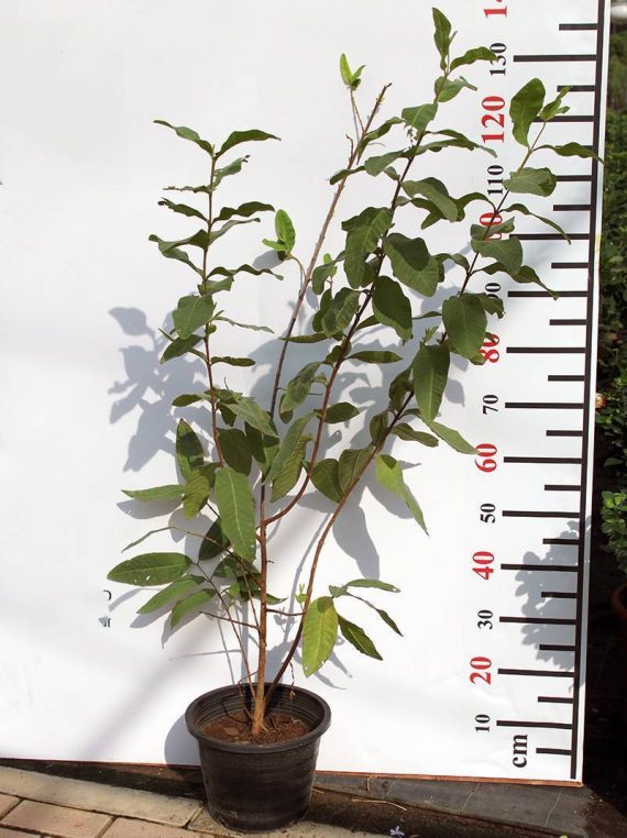 Psidium "Guava" Pakistan 1-1.2m