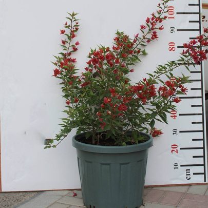 Bougainvillea Glabra "Mix Col" 50-60cm