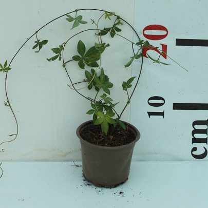 Ipomoea Cairica Palmata 20-25cm