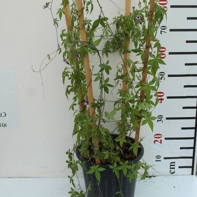 Ipomoea Cairica Palmata 40-50cm