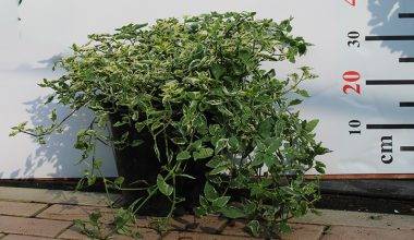 Asystasia Gangatica (15-20cm Ht, 10ltr Pot)