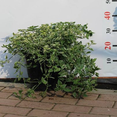 Asystasia Gangatica (15-20cm Ht, 10ltr Pot)