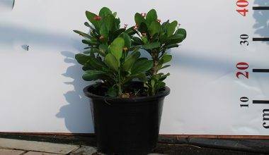 Euphorbia Millii 3pp bushy