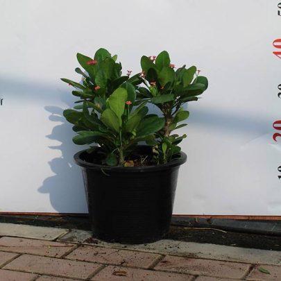 Euphorbia Millii 3pp bushy