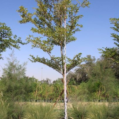Bucida buceras 4-5m