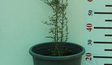 Acacia Tortalis 70-80cm