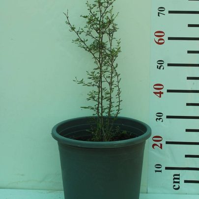 Acacia Tortalis 70-80cm