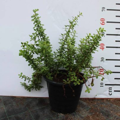 Crassula argentea  (3pp Bushy)