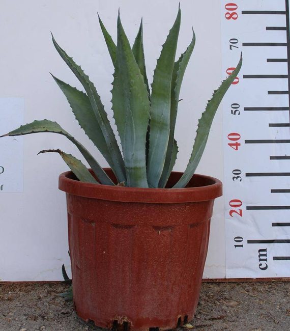 Agave Americana
