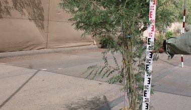 Caesalpinia gilliesii