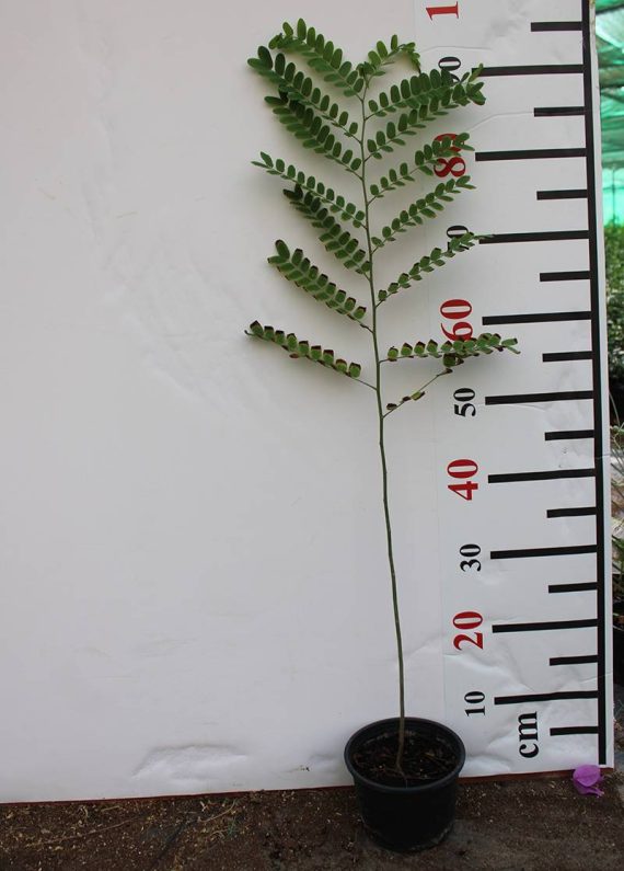 Cassia Javanica 70-80cm - Image 3