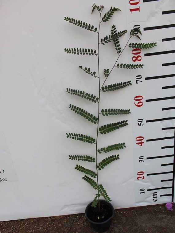 Cassia Javanica 70-80cm - Image 2