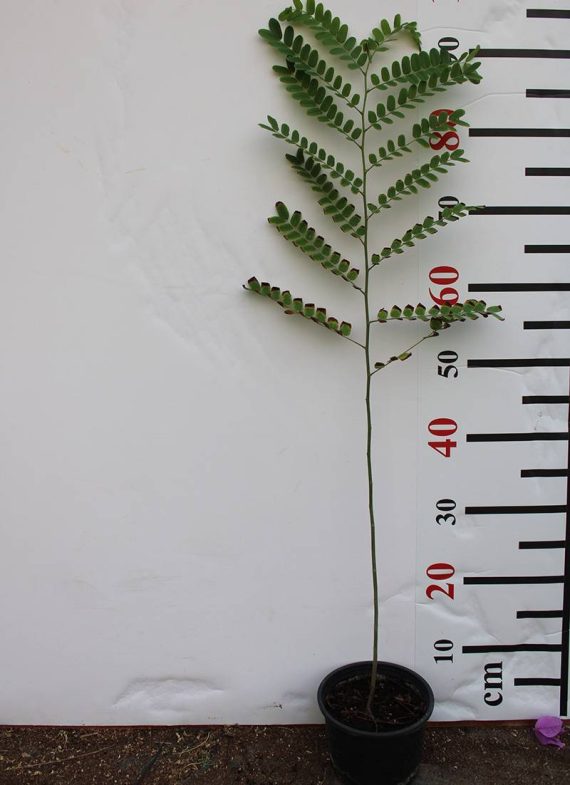 Cassia Javanica 70-80cm