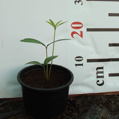 Zamia furfuracea
