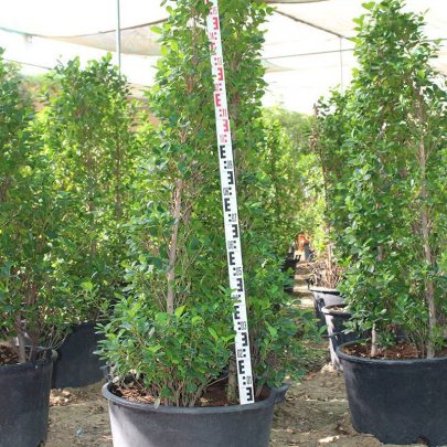 Ficus diversifolia 'Cone shape ( 3pp bushy )