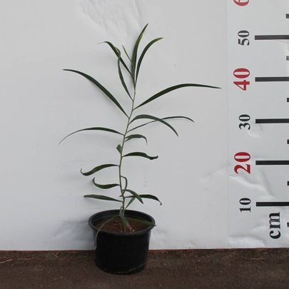 Acacia Saligna 40-50cm