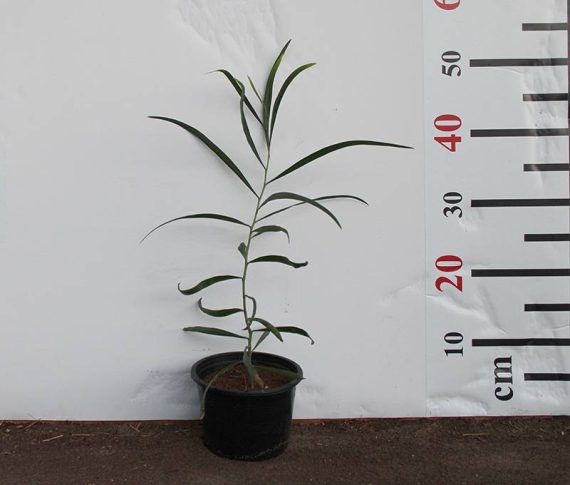 Acacia Saligna 40-50cm