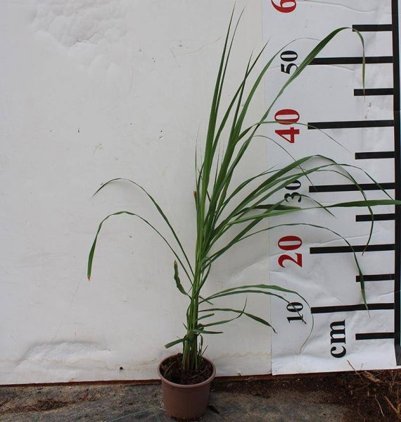 Lemon Grass