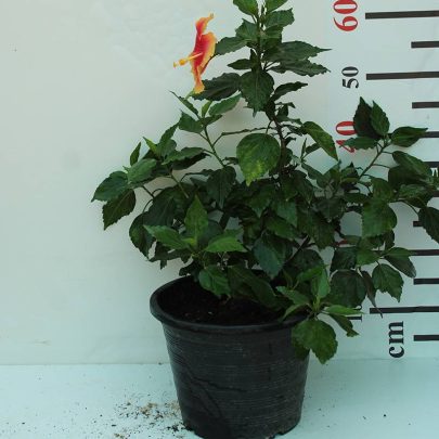 Hibiscus Rosesty (Orange) 60-80cm