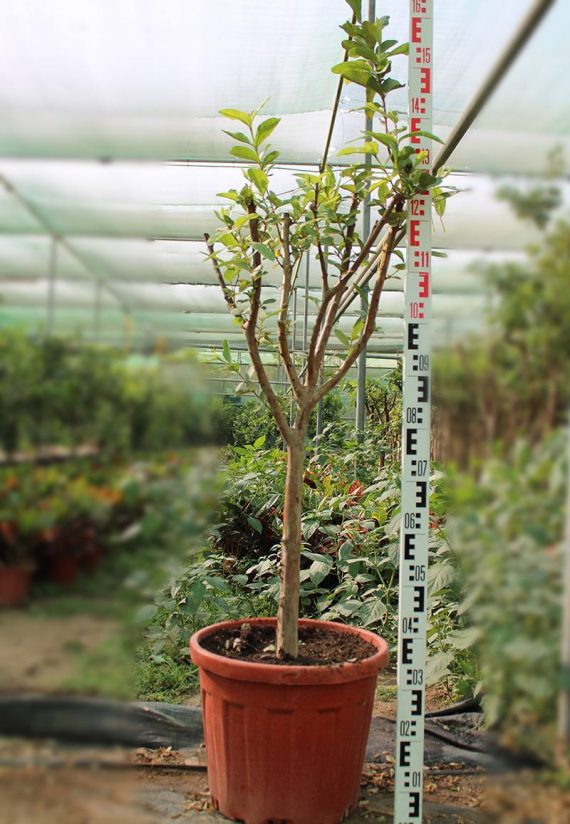 Psidium "Guava" Pakistan 1.5m