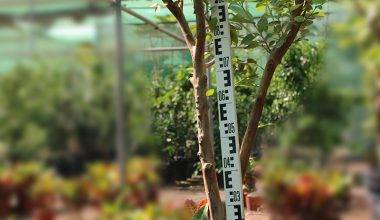 Psidium "Guava" Pakistan 1.8m