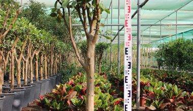 Psidium "Guava" Pakistan 70L pot