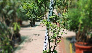 Citrus Reticulata Blanco 70L