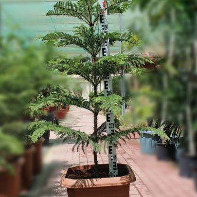 Araucaria cunninghamii 1m