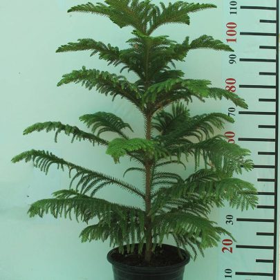 Araucaria cunninghamii 1m