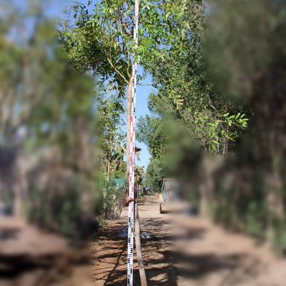 Khaya Senegalensis 3-3.5m