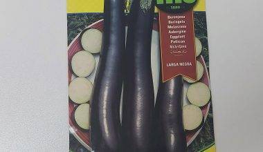 Eggplant Larga Negra