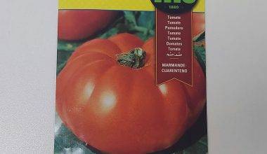 Tomato Marmande Caurenteno