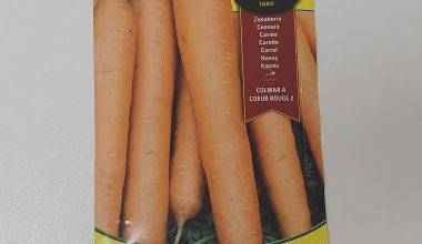 Carrot Colmar