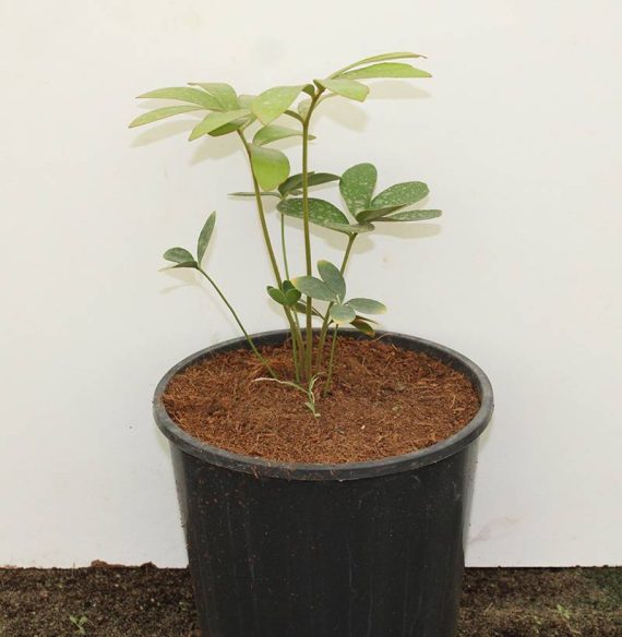 Zamia furfuracea (10-20 cm O.A Ht,6ltr pot) - Image 3