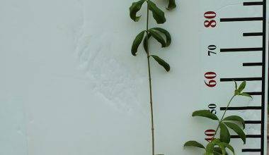 Allamanda catharitica 20-30cm