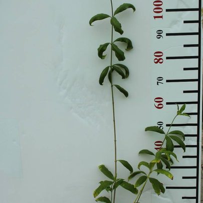 Allamanda catharitica 20-30cm