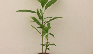Cestrum nocturnum (20-30 cm Ht)