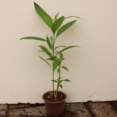 Cestrum nocturnum (20-30 cm Ht)
