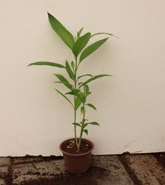 Cestrum nocturnum (20-30 cm Ht)