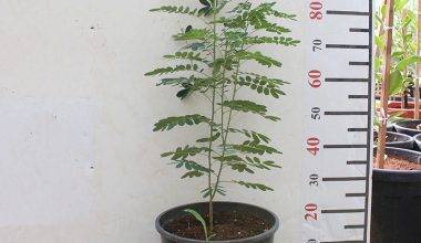 Cassia glauca (1.5 - 1.8m Over All Height )