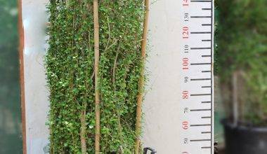 Ehretia microphylla Cylinder 1.8m