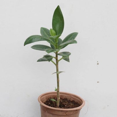 Ficus 'hawaii' (20 - 25cm Ht in 10cm Pot )
