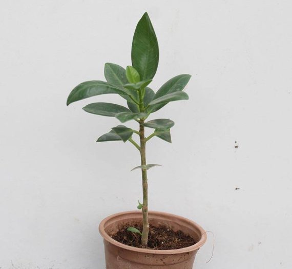 Ficus 'hawaii' (20 - 25cm Ht in 10cm Pot )
